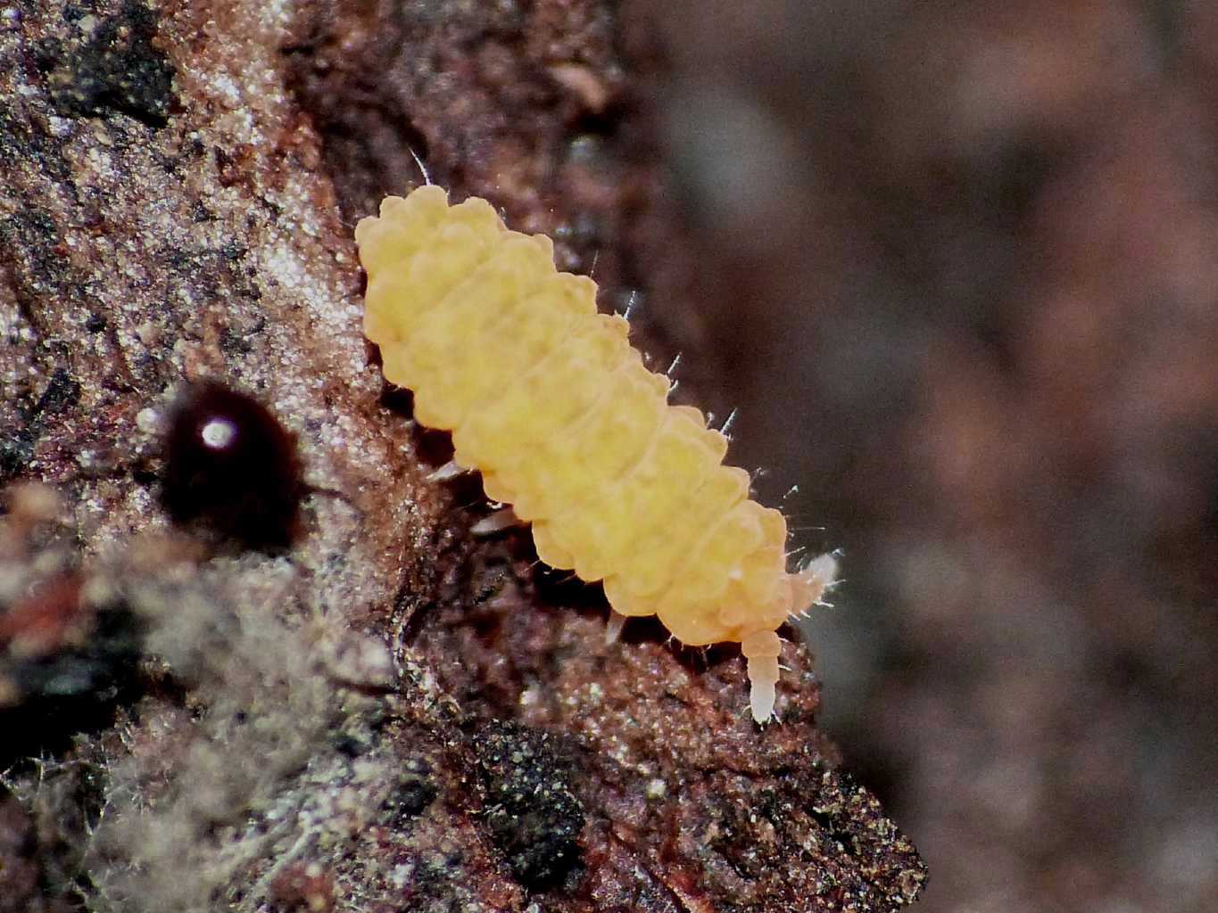 Bilobella aurantiaca (Collembola - Neanuridae)